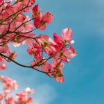 Blossom 4151081 1920 Blossom 4151081 1920